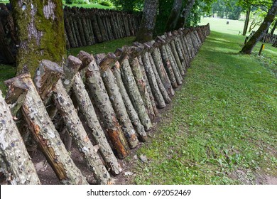 Logs For Shiitake Mushroom Growing. 