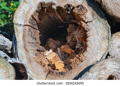 Logs stacked in the forest - Shutterstock ID 1834243690