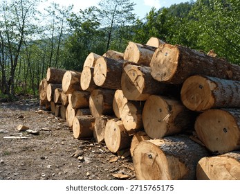 Logs, timber, forest, logging, stacked, wood, trunks, lumber, cut, trees: Cut tree trunks stacked in a rural woodland clearing, freshly sawn round logs on ground with bark, wood texture and distant