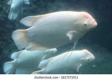 Lohan Putih. White lohan or louhan fish or flowerhorn in the aquarium. 
