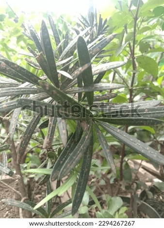 lohansung or Podocarpus macrophyllus to make bonsai