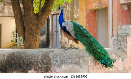 1,351 Peacock sitting on a tree Images, Stock Photos & Vectors ...