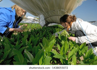 Loire-Atlanltique, France, April 2010.
Growing Of Lily Of The Valley In Glasshouses Or Plastic Tunnels. Picking By Students And Seasonal Workers