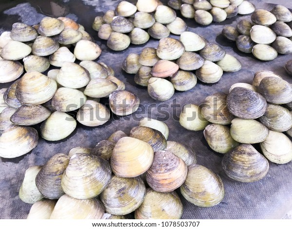 Lokan Famous Clam Food Sabah Malaysia Stock Photo Edit Now 1078503707