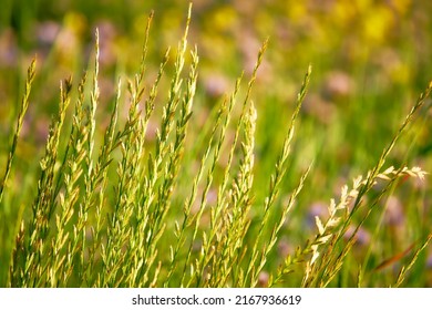 Lolium perenne, common name perennial ryegrass, [failed verification] English ryegrass, winter ryegrass, or ray grass, is grass from family Poaceae. It is native to Europe, Asia and northern Africa
