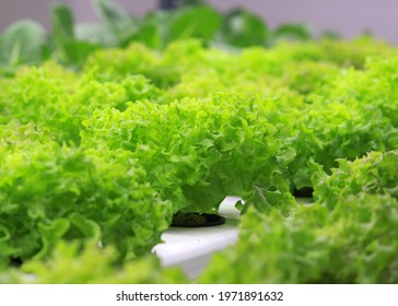 Lollo Bionda Lettuce Growing In Indoor Hydroponic Farm. Hydroponics Is Soil Less Growing Technique.It Uses Of Water Based Nutrients.