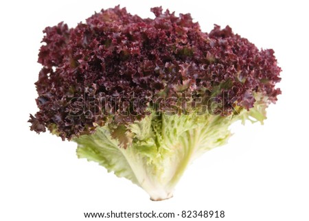  Lollo Rosso lettuce isolated on white background