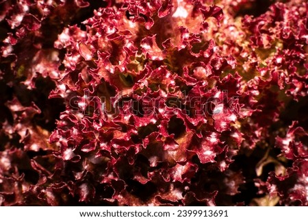 Lollo Rosso Lettuce Red leaf close up in vegetable field. Gardening background with lettuce red plants in sunny light. Lactuca sativa leaves, closeup. Leaf Lettuce plantation texture