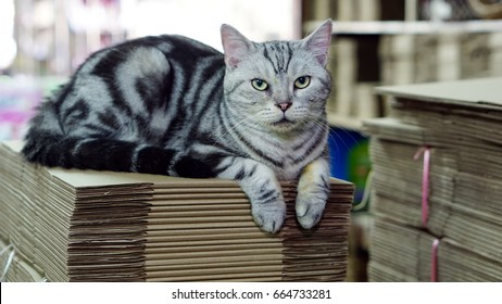 LOLO is an american short hair cat sitting on the brown boxes. Funny American Short Hair Cat.