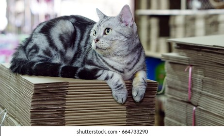 LOLO is an american short hair cat sitting on the brown boxes. Funny American Short Hair Cat.