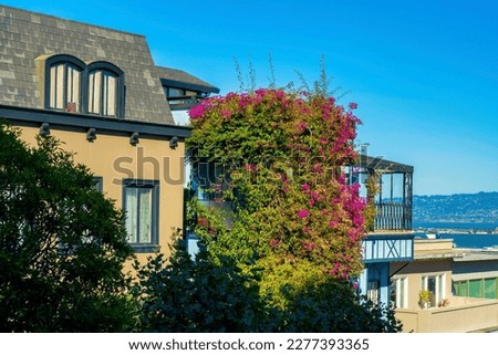 Lombard street in late afternoon sun brown blue house or home facades in historic districts of san francisco. In california downtown neighborhood with front yard trees blue copy space sky background.