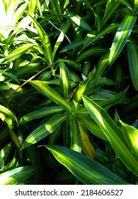 Lombok Indonesia 30 July 2nd Green Leaf Shine Fresh In Morning Garden