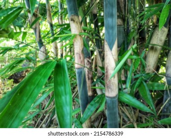 Lombok, Indonesia. Defocused abstract background of
 Bamboo, reed, or aur is a perennial evergreen flowering plant from the subfamily Bambusoideae which belongs to the family Poaceae. Bamboo is also k