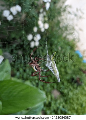 Lombok Indonesia
February 19, 2024.
a grasshopper caught in a spider trap, the real food chain looks like carnivores eating herbivores . 