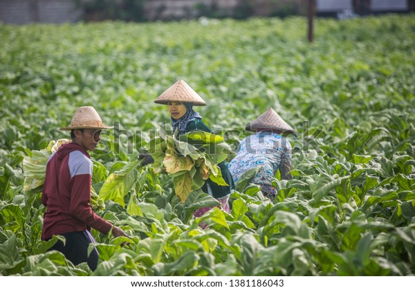 Lombok Island Indonesia August 23 2017 Stock Photo (Edit Now) 1381186043