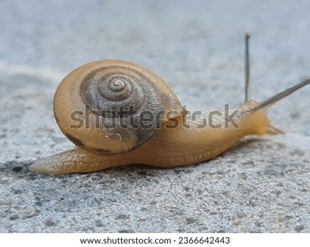 Similar – Image, Stock Photo garden snail conveyor