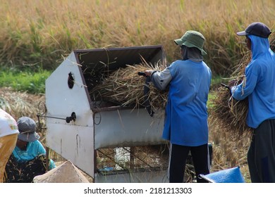 LOMBOK, WEST NUSA TENGGARA, INDONESIA - JULY 17, 2022: Farmer inserting harvested crop to the rice threshing machine to separate the grain from the straw in West Lombok, Indonesia