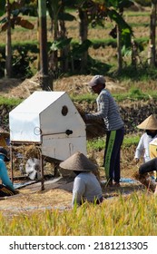 LOMBOK, WEST NUSA TENGGARA, INDONESIA - JULY 17, 2022: Farmer inserting harvested crop to the rice threshing machine to separate the grain from the straw in West Lombok, Indonesia