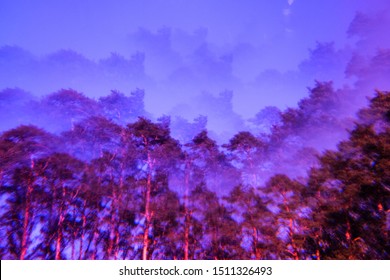 Lomography magic landscape. Pines and sky. Abstract blurry psychedelic background. Soft focus.