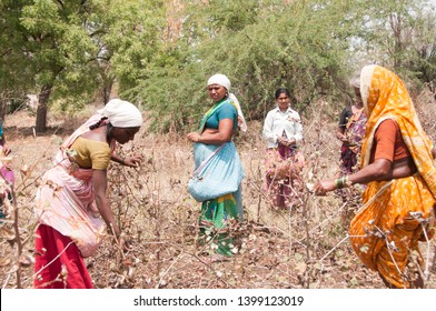 LONAR, MAHARASHTRA, INDIA 6 APRIL 2018 : Unidentified Indian Women Harvesting Cotton In The Cotton Field At Morning, An Indian Rural Farming Scene.