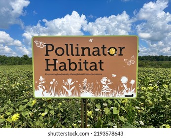 London Canada, August 23 2022: Editorial Photo Of A Pollinator Habitat Set Up By A Local Farmer. This Field Is All Sunflowers Gone To Seed.