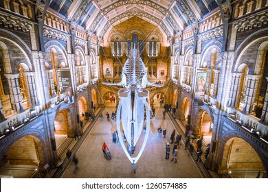 LONDON- DECEMBER, 2018: Focus Stacked Wide Angle View Of The Blue Whale Skeleton Inside The National History Museum In Kensington