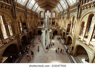 London England - 07 12 2019; Blue whale skeleton at the Natural History Museum main hall