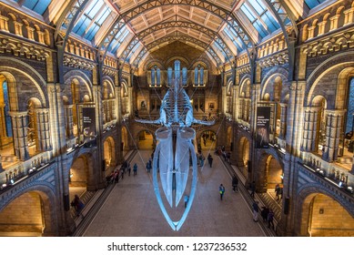 London, England, December 21 2017 Hope the Blue Whale in the Natural History Museum Hintze Hall