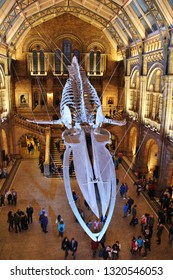 London, England - January,2019: Huge blue whale skeleton at National History Museum, London, UK. View of main Hintze Hall inside the building with visitors and tourists looking at dinosaur exhibitions