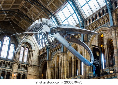 London, England, UK - CIRCA AUG 2021: Young Blue Whale skeleton reconstruction in Natural history museum in London