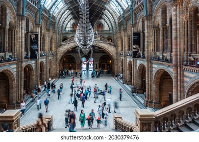 London, England, UK - CIRCA AUG 2021: Young Blue Whale skeleton reconstruction in Natural history museum in London