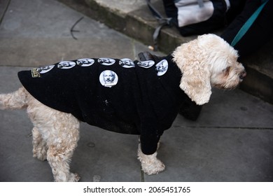 London, England, UK - October 28, 2021: A dog wears in support of Julian Assange buttons at the Free Assange Protest at the Royal Courts of Justice. Credit: Loredana Sangiuliano