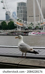 London, Great Britain - July 14 2021: Seagull On A Wall In Front Of London Eye By The River Thames