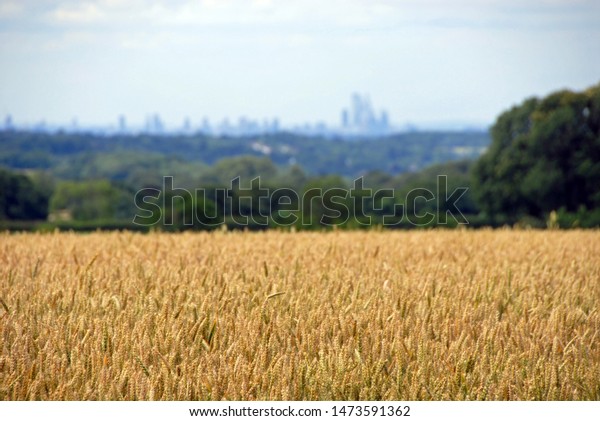 London from the North Downs at Reigate Hill,\
Surrey. London skyline with fields. London is surrounded by a green\
belt of woods and fields. View of London across the fields. City\
skyline out of focus.
