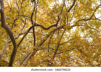 London plane (Platane commun) Yellow leaves foliages in autumn season