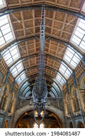 London, UK - 1 December 2019: Blue whale skeleton, Balaenoptera musculus, the largest animal on the planet. This female is named Hope and is shown in the Hintze Hall of the Natural History Museum