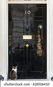 LONDON, UK - Apr 19, 2017: The cat named Larry is the 10 Downing Street cat and is Chief Mouser to the Cabinet Office. Larry is a brown and white tabby.