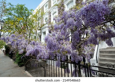 London UK. April 2022. Wisteria vine with stunning purple flowering blooms, photographed in Kensington, west London on a sunny spring day.