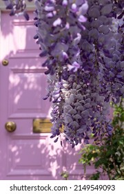 London UK, April 2022. Wisteria in full bloom growing outside a house with a pink front door in Kensington, London. Photographed on a sunny spring day.