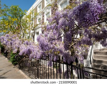 London UK. April 2022. Wisteria vine with stunning purple flowering blooms, photographed in Kensington,west London on a sunny spring day.