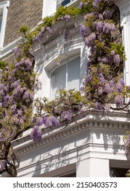 London UK. April 2022. Wisteria vine with stunning purple flowering blooms, photographed in Kensington London UK on a sunny day.
