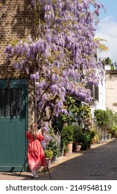 London UK. April 2022. Woman in red flowing dress photographing wisteria vine with stunning purple flowering blooms, in Kynance Mews, Kensington London on a sunny spring day.