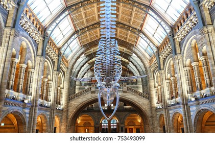 LONDON, UK - AUGUST 09, 2017: Natural History Museum. Real Size Skeleton Of The Blue Whale Located In The Main Hall.