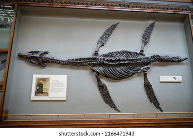 London UK - December 5th, 2019:  A pilosaur fossil found by Mary Anning at the Natural History Museum.  Exhibition Road, South Kensington, London.