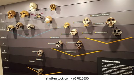 LONDON, UK - FEBRUARY 25 2017: Human Evolution With Skulls In National History And Science Museum, London City, United Kingdom