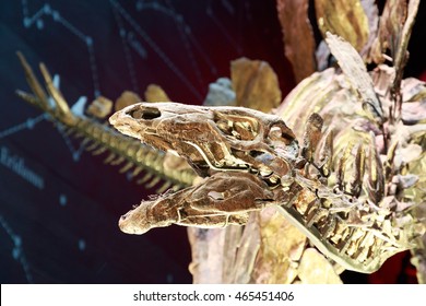 London, UK - July 28, 2016 -  The World's Most Complete Stegosaurus Fossil Skeleton, Displayed In The Natural History Museum