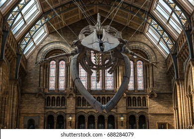 LONDON, UK - JULY 30, 2017: Natural History Museum. Real Size Skeleton Of The Blue Whale Located In The Main Hall