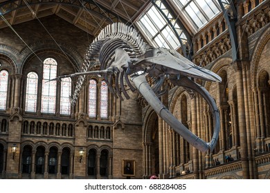 LONDON, UK - JULY 30, 2017: Natural History Museum. Real Size Skeleton Of The Blue Whale Located In The Main Hall