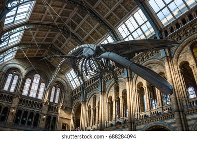 LONDON, UK - JULY 30, 2017: Natural History Museum. Real Size Skeleton Of The Blue Whale Located In The Main Hall