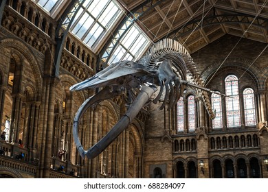 LONDON, UK - JULY 30, 2017: Natural History Museum. Real Size Skeleton Of The Blue Whale Located In The Main Hall